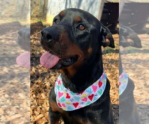 Rottweiler Dogs for adoption in Hillsboro, NH, USA