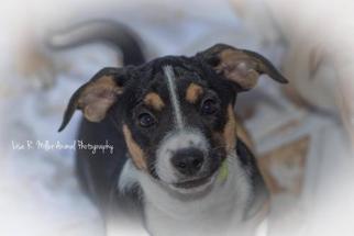 Medium Photo #1 Labrador Retriever Puppy For Sale in Freeport, FL, USA