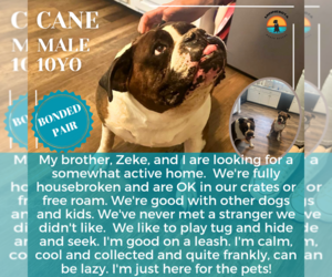 Boxer Dogs for adoption in Woodbury, MN, USA