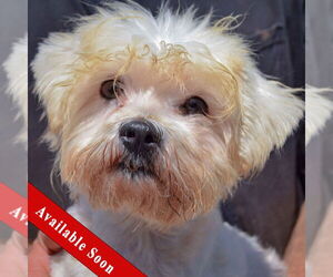 Havanese Dogs for adoption in Huntley, IL, USA