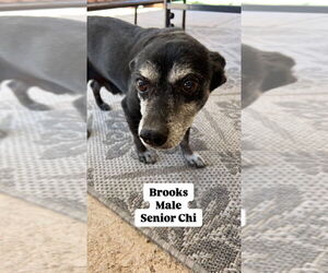 Chihuahua-Unknown Mix Dogs for adoption in San Diego, CA, USA
