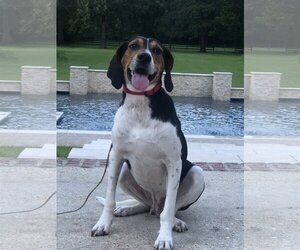 Treeing Walker Coonhound-Unknown Mix Dogs for adoption in Covington, LA, USA