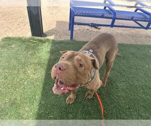 American Pit Bull Terrier-Chinese Shar-Pei Mix Dogs for adoption in HESPERIA, CA, USA