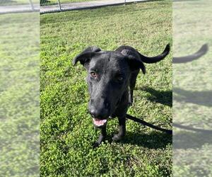 Labrador Retriever-Unknown Mix Dogs for adoption in Corpus Christi, TX, USA
