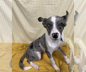 Mutt Dogs for adoption in Modesto, CA, USA