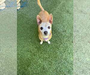 Chihuahua-Unknown Mix Dogs for adoption in Tempe , AZ, USA