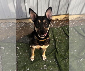 German Shepherd Dog-Unknown Mix Dogs for adoption in Evansville, IN, USA