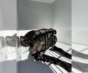 Labrador Retriever Dogs for adoption in Houston, TX, USA