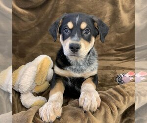 Mutt Dogs for adoption in Kanab, UT, USA