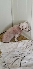 Poodle (Toy) Dogs for adoption in Akron, OH, USA