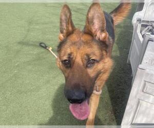 German Shepherd Dog Dogs for adoption in Martinez, CA, USA