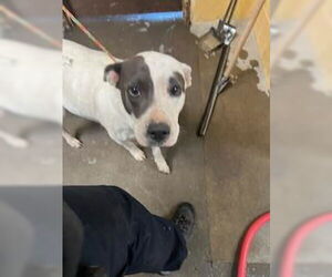 American Pit Bull Terrier Dogs for adoption in Stockton, CA, USA