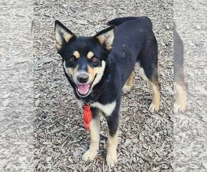 Mutt Dogs for adoption in Paso Robles, CA, USA