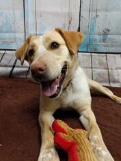 Labrador Retriever Dogs for adoption in Gloversville, NY, USA