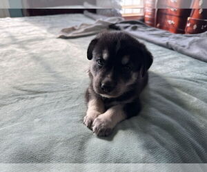 Siberian Husky Dogs for adoption in Holly Springs, NC, USA