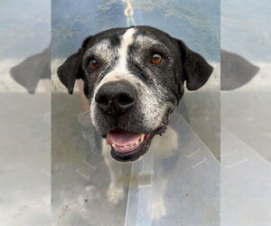 Staffordshire Bull Terrier Dogs for adoption in Naples, FL, USA