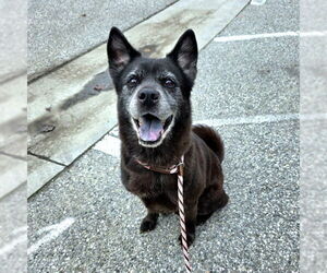 Chow Chow-Siberian Husky Mix Dogs for adoption in Long Beach, CA, USA