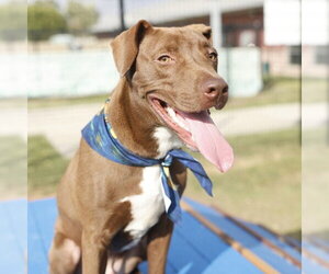 American Staffordshire Terrier-Unknown Mix Dogs for adoption in San Antonio, TX, USA