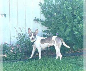 Rat Terrier Dogs for adoption in Menifee, CA, USA