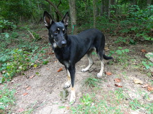German Shepherd Dog Dogs for adoption in Randleman, NC, USA