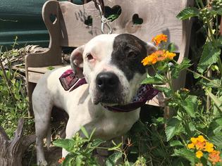 American Pit Bull Terrier Dogs for adoption in Boerne, TX, USA