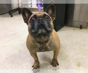 French Bulldog Dogs for adoption in Riverside, CA, USA