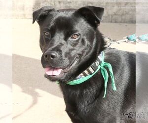 Chow Chow-Retriever  Mix Dogs for adoption in Washington, DC, USA