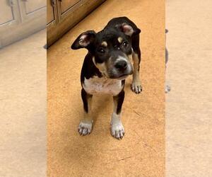 American Pit Bull Terrier-Unknown Mix Dogs for adoption in Martinez, CA, USA