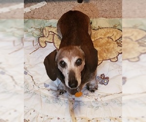 Dachshund Dogs for adoption in Millville, UT, USA