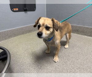 Chihuahua-Unknown Mix Dogs for adoption in Las Vegas, NV, USA