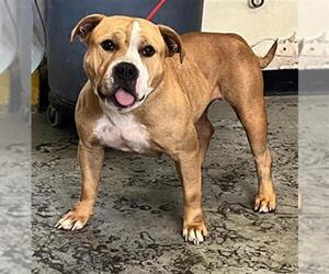 American Pit Bull Terrier Dogs for adoption in Camarillo, CA, USA