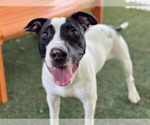 American Bulldog-Unknown Mix Dogs for adoption in Tavares, FL, USA