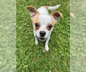 Chihuahua Dogs for adoption in Dellslow, WV, USA
