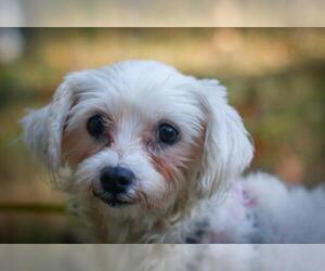 Maltese Dogs for adoption in Griffin, GA, USA