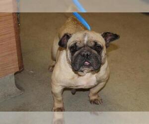 Frenchie Pug Dogs for adoption in Modesto, CA, USA