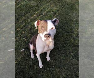 American Staffordshire Terrier Dogs for adoption in Maryville, TN, USA
