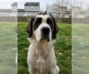 Saint Bernard Dogs for adoption in Bellbrook, OH, USA