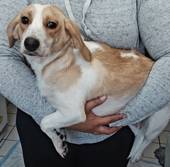 Medium Photo #1 Beagle Puppy For Sale in Colton, CA, USA