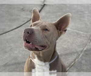 American Pit Bull Terrier Dogs for adoption in Martinez, CA, USA