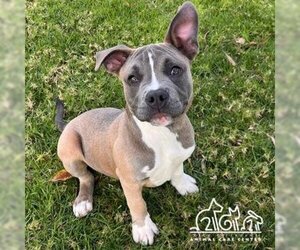 American Pit Bull Terrier-Unknown Mix Dogs for adoption in Irvine, CA, USA