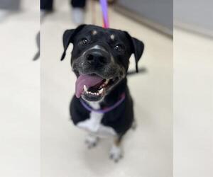 Labrador Retriever-Unknown Mix Dogs for adoption in Center Township, PA, USA