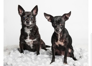 Italian Greyhound Dogs for adoption in Newport Beach, CA, USA