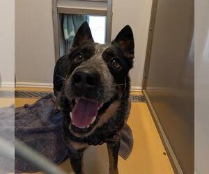 Mutt Dogs for adoption in Georgetown, TX, USA