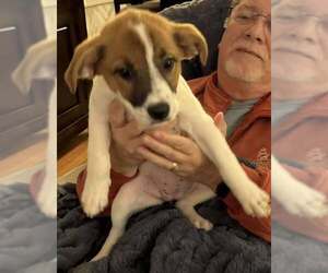 Jack Russell Terrier-Unknown Mix Dogs for adoption in Mechanicsburg, PA, USA