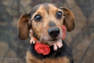 Dachshund Dogs for adoption in Guilford, CT, USA