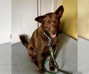 Chocolate Labrador retriever-Unknown Mix Dogs for adoption in Houston, TX, USA