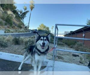 Alaskan Malamute-Unknown Mix Dogs for adoption in pomona, CA, USA