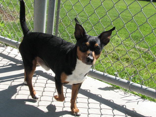 Minnie Jack Dogs for adoption in McPherson, KS, USA