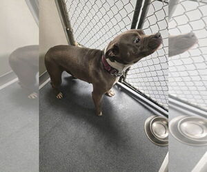 American Pit Bull Terrier Dogs for adoption in Glen Allen, VA, USA