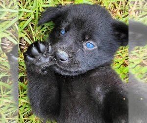 Mutt Dogs for adoption in Sanford, FL, USA